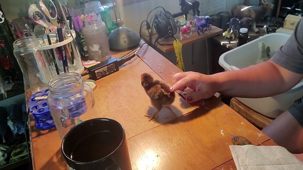 The process of inspecting 3 day old turkey and chicken chicks.