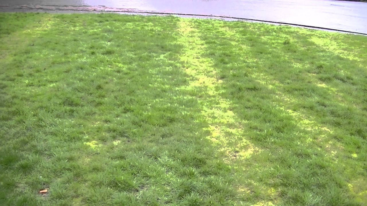 Lawn Advice Striped Lawn from Fertilizer YouTube