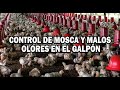 COMO CONTROLAR MOSCAS Y MALOS OLORES EN EL GALPÓN