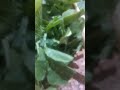 #shorts #moolikibhaji #viral #moolikepatte #fresh mooli ki gaddi#seasonal vegetable