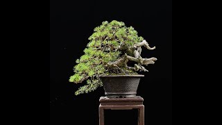 Mugo pine Bonsai - Pinus mugo by Walter Pall