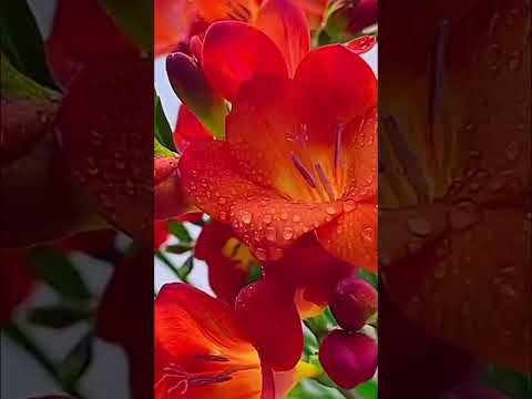 Доброту за деньги не купить... #fantasy #поёмстихи #природныепейзажи #music #природа #nature