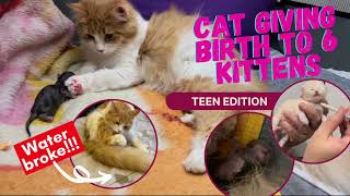 Cat Giving Birth to 6 Kittens: 8-Month Old Cat Gives Birth for the First Time