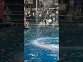 ずぶ濡れ オキゴンドウ(ティナ)・バンドウイルカの背面ジャンプ! アクアパーク品川 水族館 イルカショー アトラクション 昼.ver「Dolphin Weather Live!」※2025.04.27