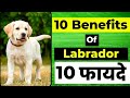 10 Benefits of Labrador | Labrador के दस फायदे | Benefits of having a Labrador