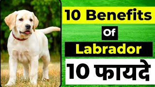 10 Benefits of Labrador | Labrador के दस फायदे | Benefits of having a Labrador by Vaibhav Dog's World 18,598 views 5 months ago 5 minutes, 42 seconds