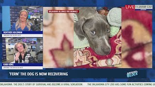 KFOR+ Around the Block “ 'Fern' the dog was found starving to death in a dumpster, now recovering” 0