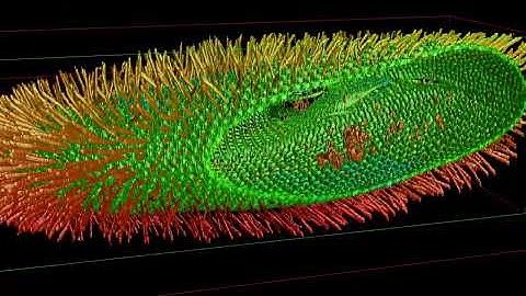 Rotation of a Paramecium
