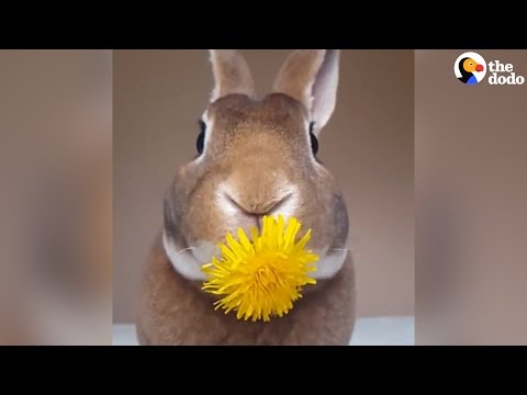 Bunny Eats A Flower