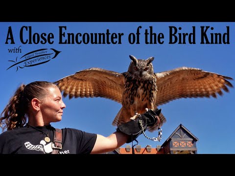 A Close Encounter Of The Bird Kind With Edged Feather Experiences Birds Of Prey Show 