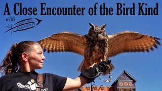 “A Close Encounter of the Bird Kind” with Edged Feather Experiences Birds of Prey Show