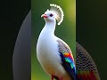 Even birds pray to Allah.