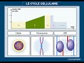 Tout savoir et comprendre sur le cycle cellulaire