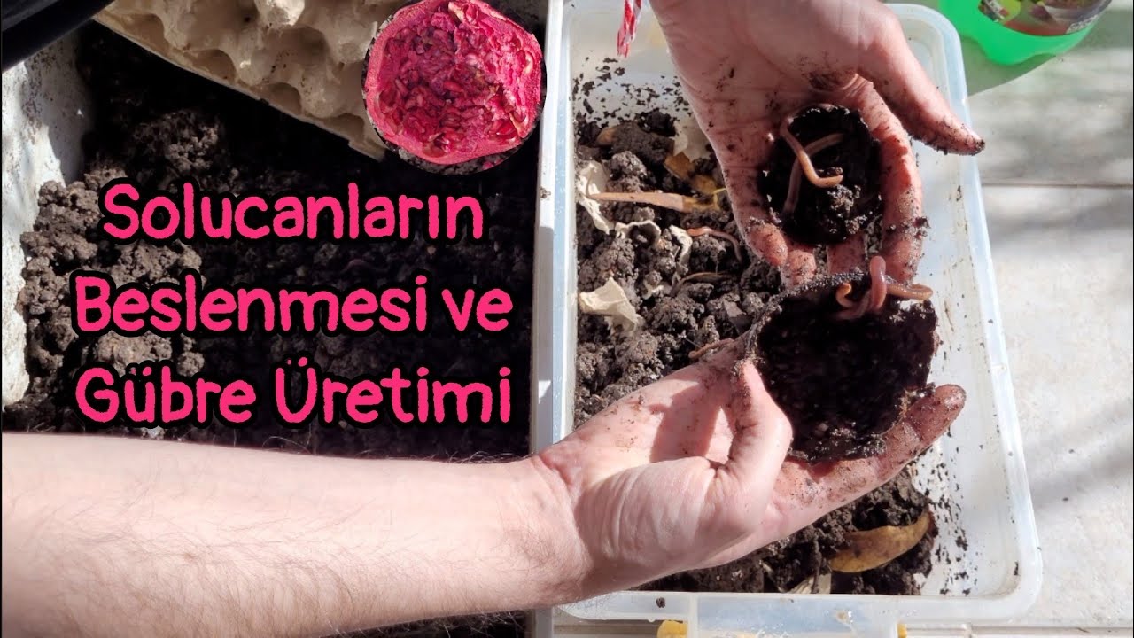 Evde Solucan Gübresi Üretimi - Nar bile yemişler -Bakım ve Besleme - En Çok Sorulan Sorular