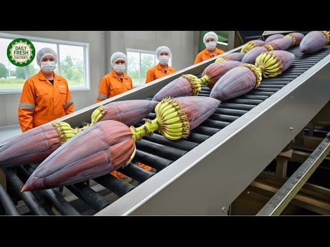Inside the Largest High-Tech Banana Blossom Factory You’ve Never Seen Before (Full Process)