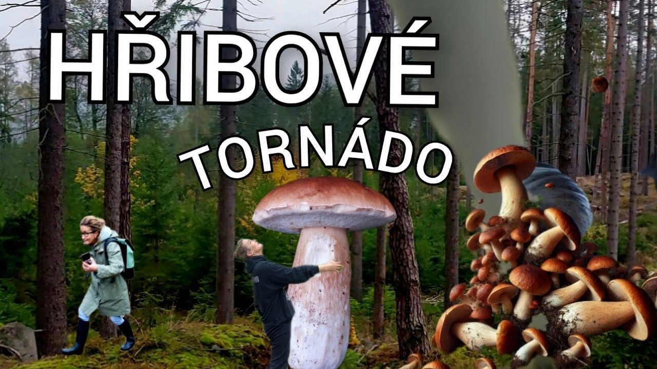 Nádherné obrovské hřiby! Houbaření na Karlovarsku 19.10.2024