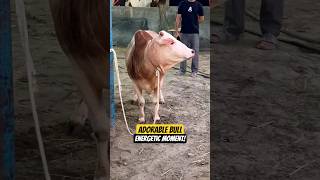 😍 Playful Little Cow Jumping Around at Shadman Agro 🐂 | Cute &amp; Energetic Moment! 💖💥 #cow #bullfarm