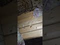 😱MICE FLOCK Russian trenches in Ukraine | WAR FOOTAGE
