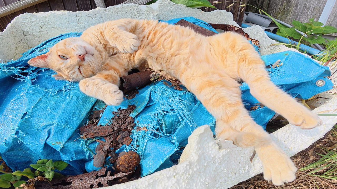 An orange cat is napping comfortably with its belly facing the sky