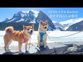 カナダの超人気観光スポットに柴犬を連れて行くと起こること 【海外の反応】Lake Louise / Banff National Park【4K】
