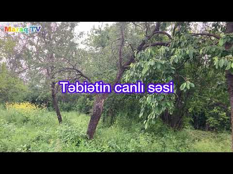 Video: Mükəmməllik Axtarır