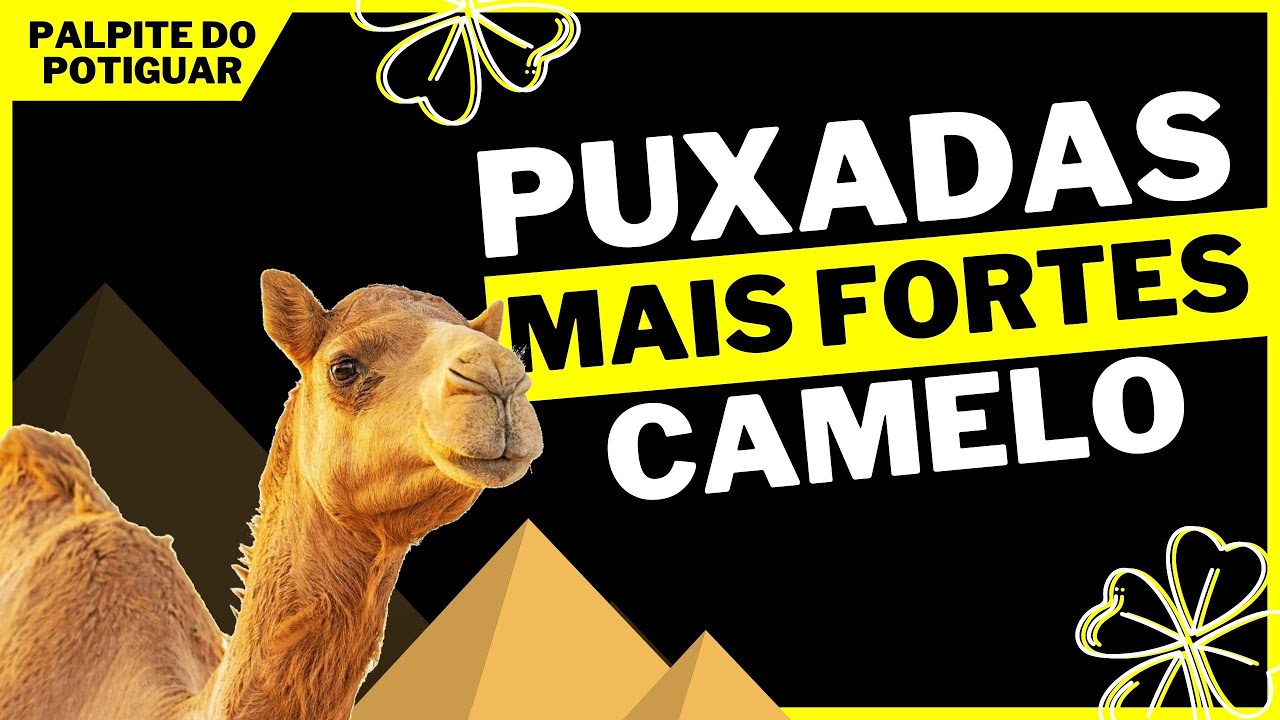 Puxada do Camelo Jogo do Bicho YouTube Puxada do Camelo Jogo do Bicho YouTube