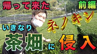 大和茶？！コロナに効く？！お茶畑に突撃してみた！！