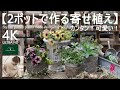 春はまずペチュニアから！／カンタン！可愛い！2ポットで作る寄せ植え【春のガーデニング】-フローラ黒田園芸- Spring gardening/ガーデニング/園芸/寄せ植え