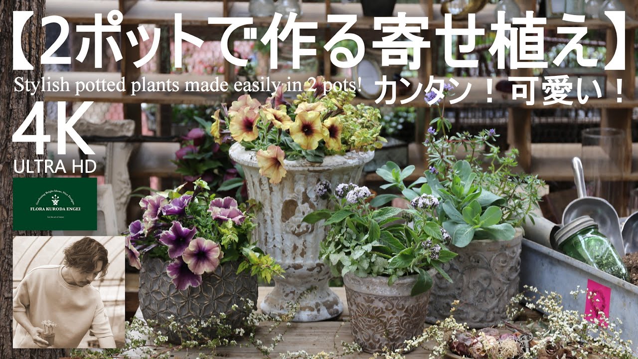 春はまずペチュニアから！／カンタン！可愛い！2ポットで作る寄せ植え【春のガーデニング】-フローラ黒田園芸- Spring gardening/ガーデニング/園芸/寄せ植え