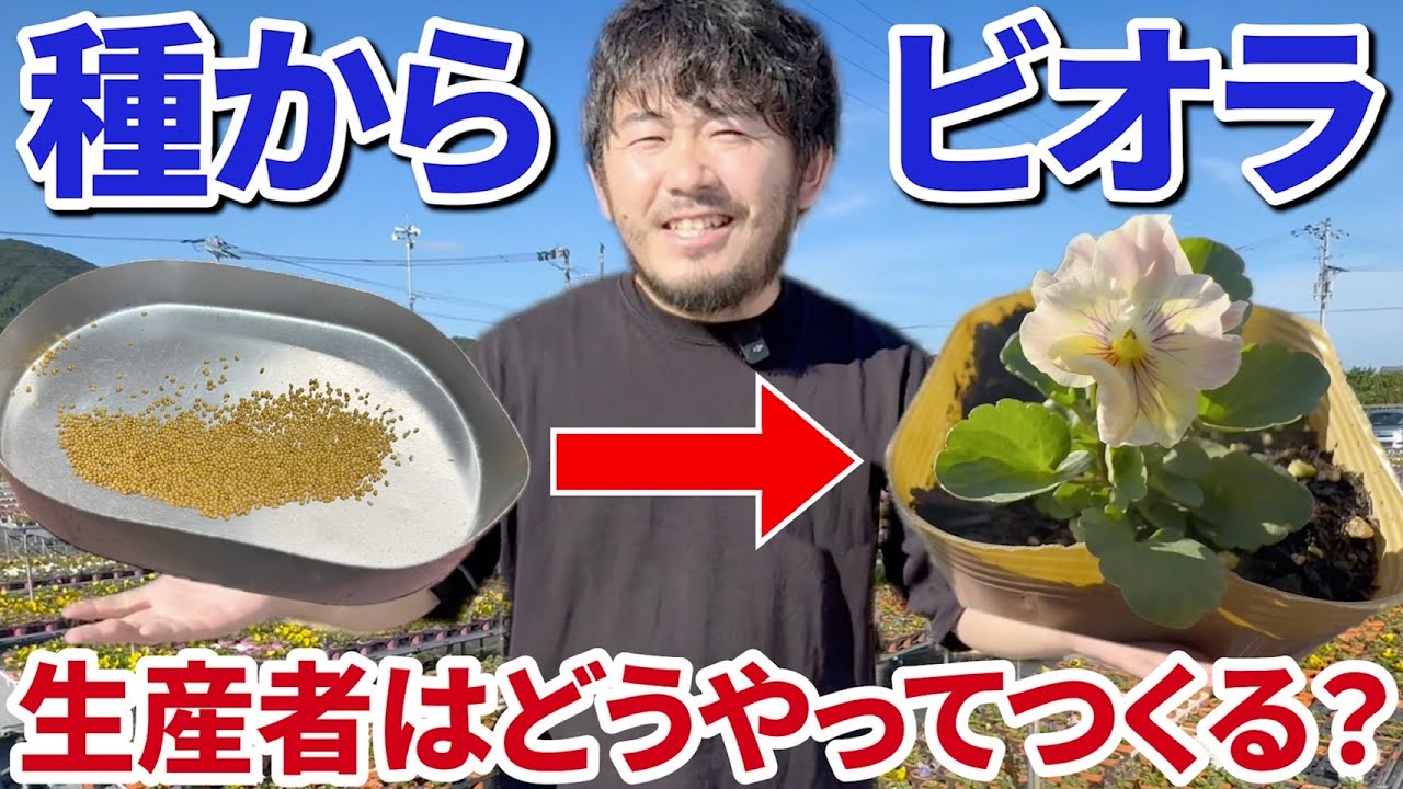 【園芸ファン必見】見元園芸のビオラ生産の裏側！