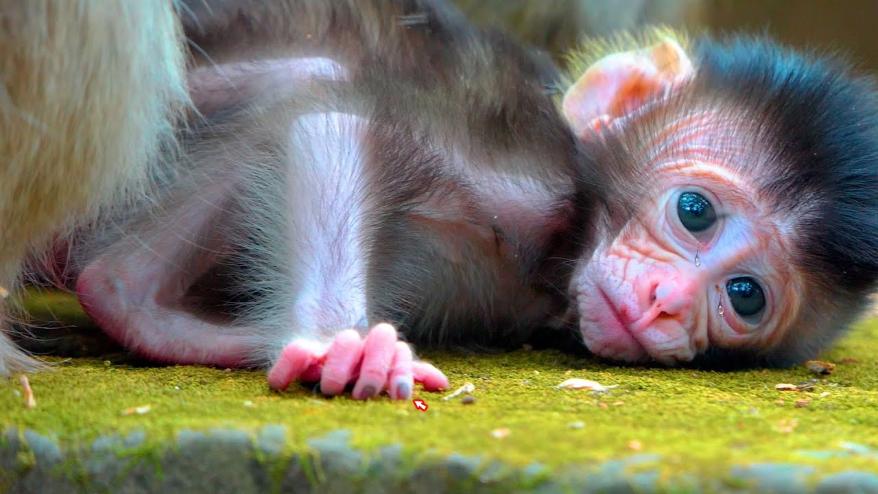 Baby Monkey Looks Sad and Whiny as Mom Encourages Her First Steps on a Rock Today