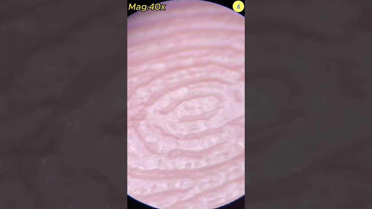 Hand Under Microscope TULO Shorts Underthemicroscope Bacteria