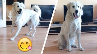 Happy dog Petko invites his dad to play with a dance I Funny dog reaction