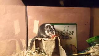Gerbil eating watermelon :)