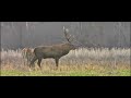 The deer came out of the fog