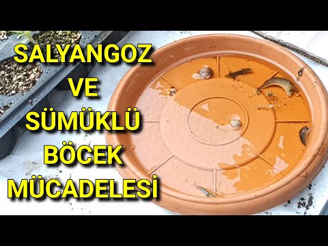 Video: Yumuşakçalar Marul Yiyor: Bahçede Salyangoz/Sümüklüböceksiz Marul Bitkileri Nasıl Bulunur?