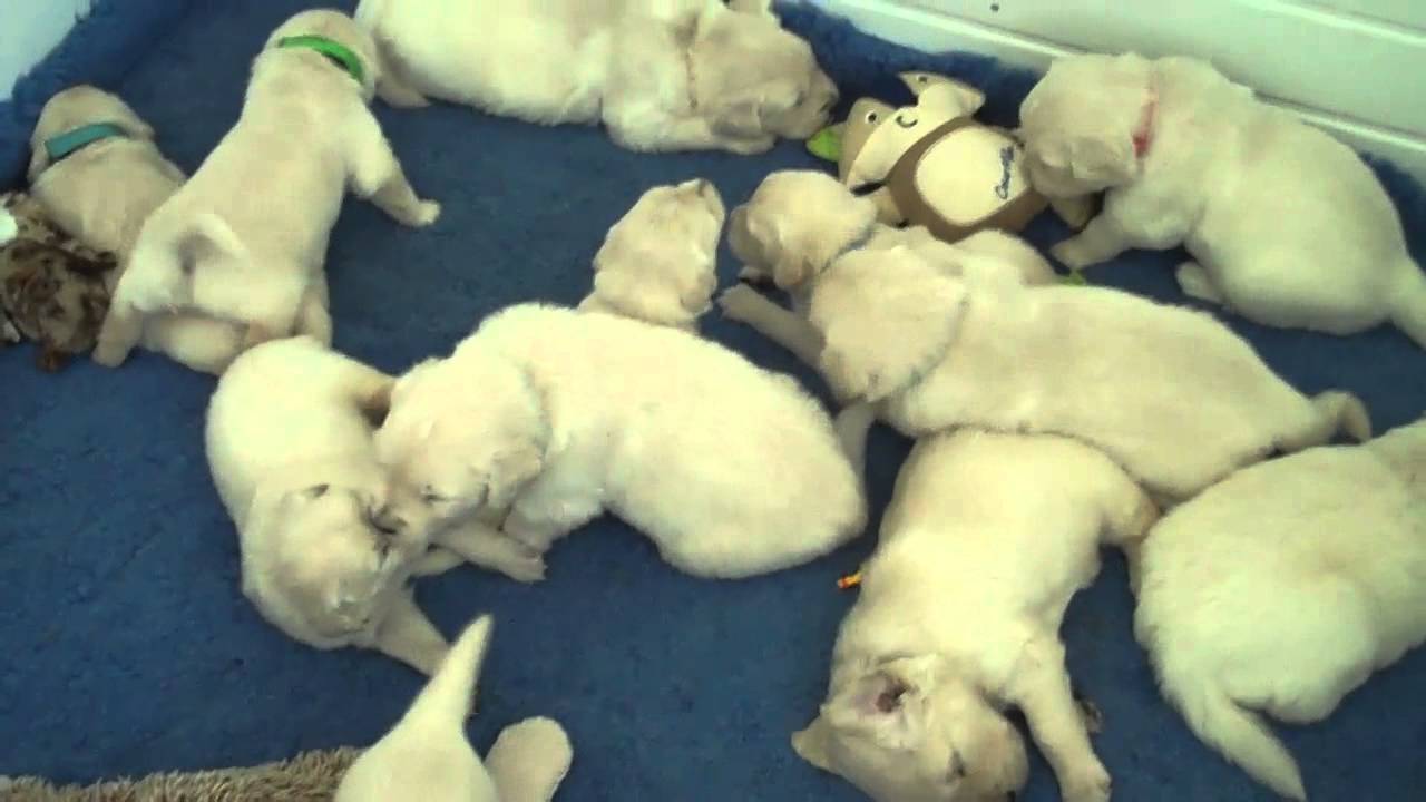 Cali and Pebbles 16 Puppies having their 1st Social Mixer.