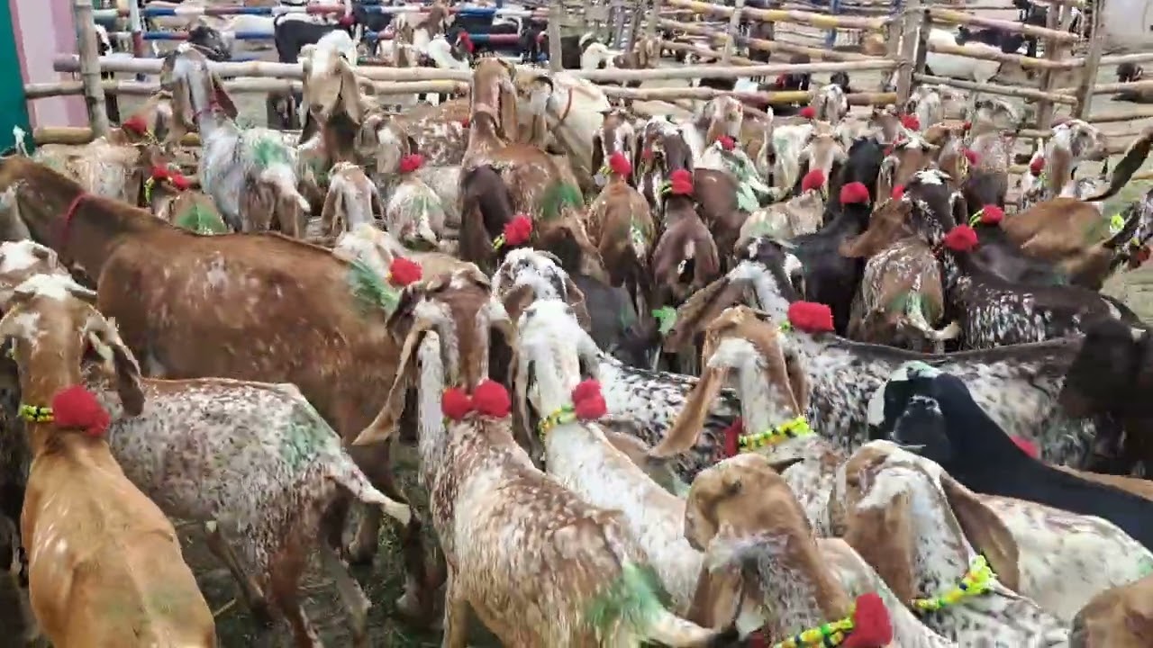 چوچه های مکیچینی 7 ماه نوت تمام این مال از امرخیل است . شماره ارتباط 0702701723