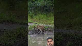 #wildlife #leopard #trending #animals #duet #ekmotahathighumechala #viralvideo #funny #lion #shorts#