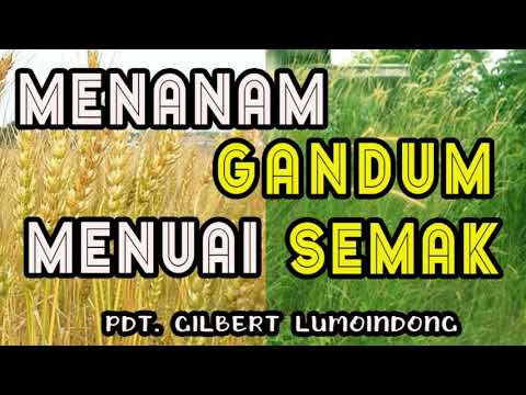 Video: Menabur Gandum Hitam