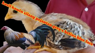 beternak ayam betet bali