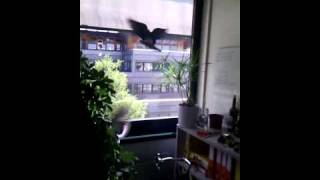 How to kick a pigeon out of an office