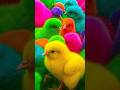Ayam Lucu, ayam warna warni, ayam rainbow, kelinci lucu, bebek lucu, ikan koi, Hewan Lucu