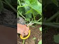 Not Pruning Pumpkins No Wonder They Don't Fruit!