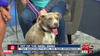 Pet of the Week: 4-year-old Emma Pit Bull mix