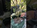 Rekomendasi pupuk untuk semua jenis tanaman ??? #berkebun #gardening #youtubeshorts