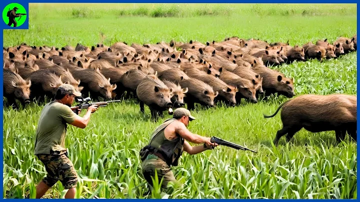 How Do Hunters And American Farmers Deal With Millions Of Wild Boars |  Farming Documentary