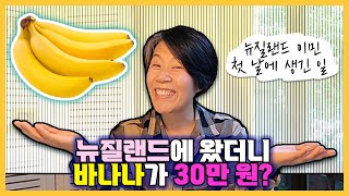 [영어/한글 자막] 뉴질랜드 이민 첫 날 세관 신고를 안 해서 생긴 일 #에피소드영어