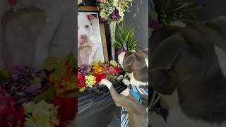 Dog mourns the loss of his best friend at memorial service 🥹❤️