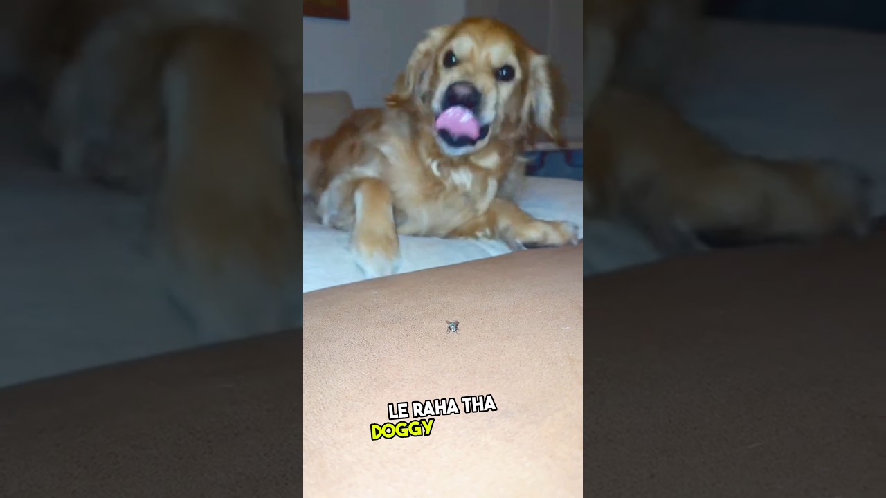 The dog protected his owner from bee